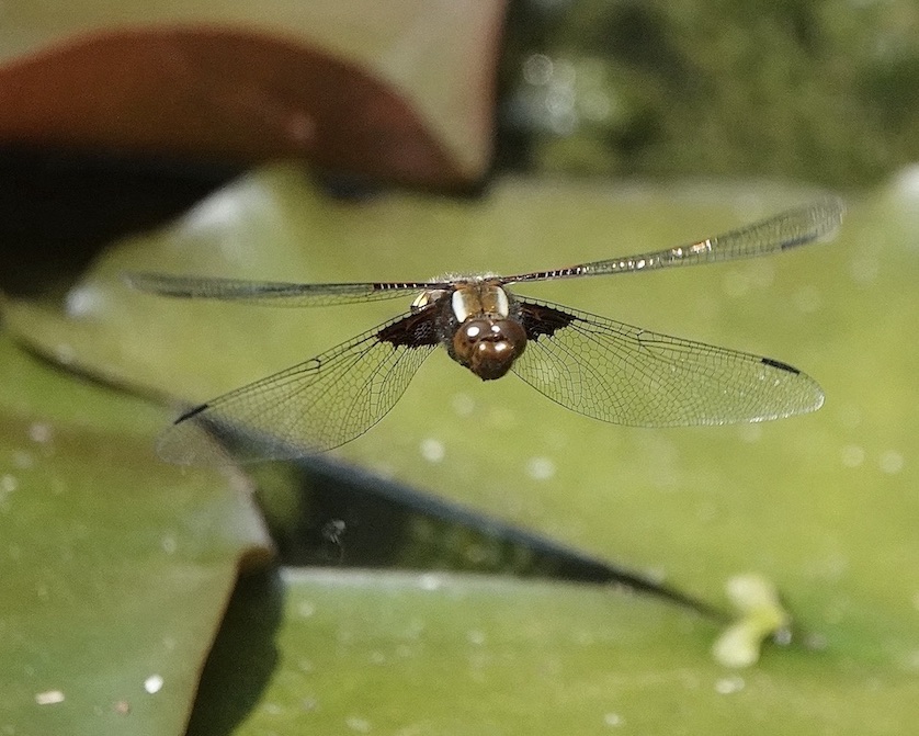 broad-bodied chaser
